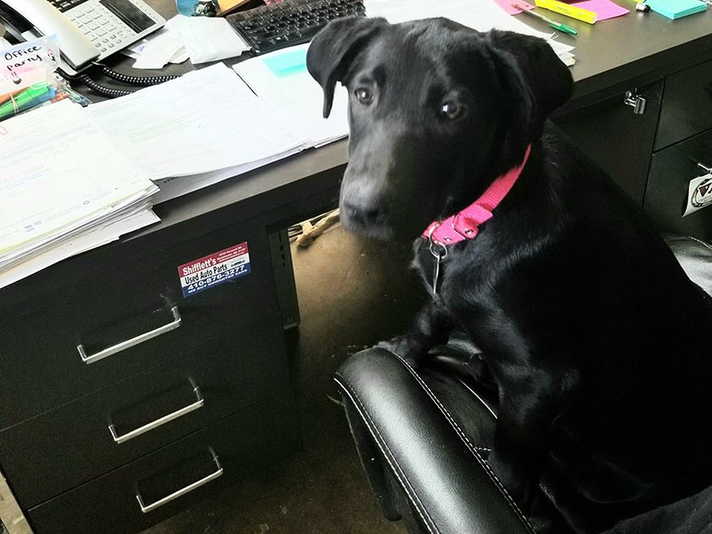 Stop by anytime - our shop dog Rosie can’t wait to meet you!